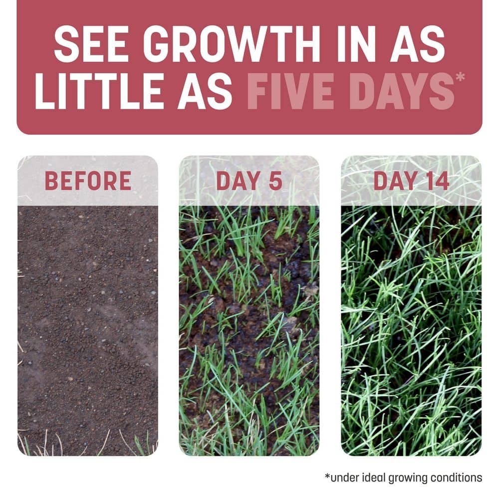 5 Lbs. Smart Patch Zoysia Grass Seed with Mulch, Fertilizer Free Shipping