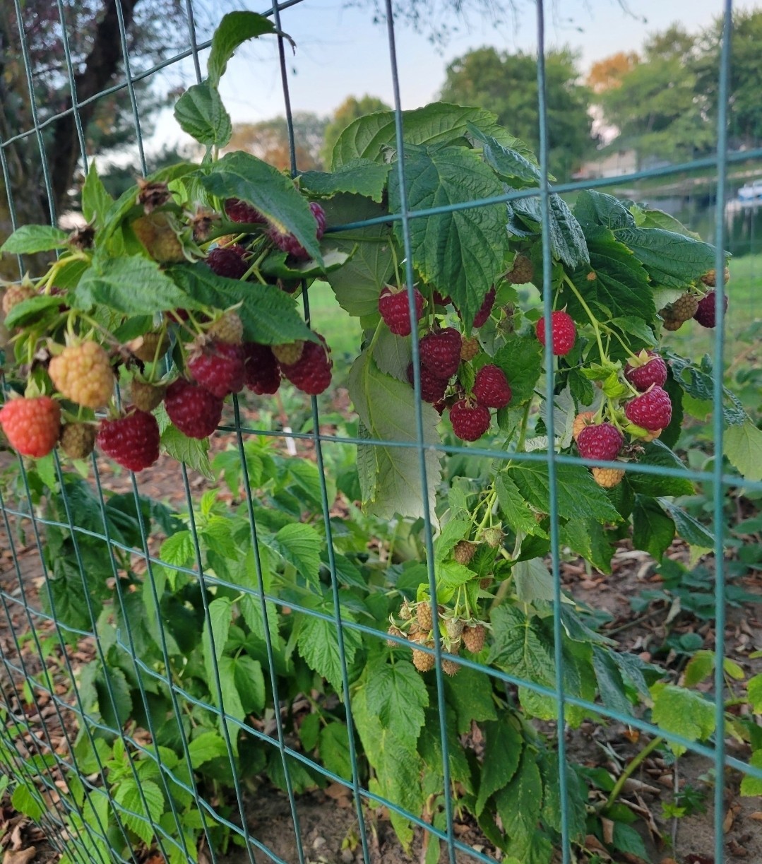 3 THORNLESS Joan J Raspberry Plant Buy 3 Get 1 FREE! Medicinal Plant