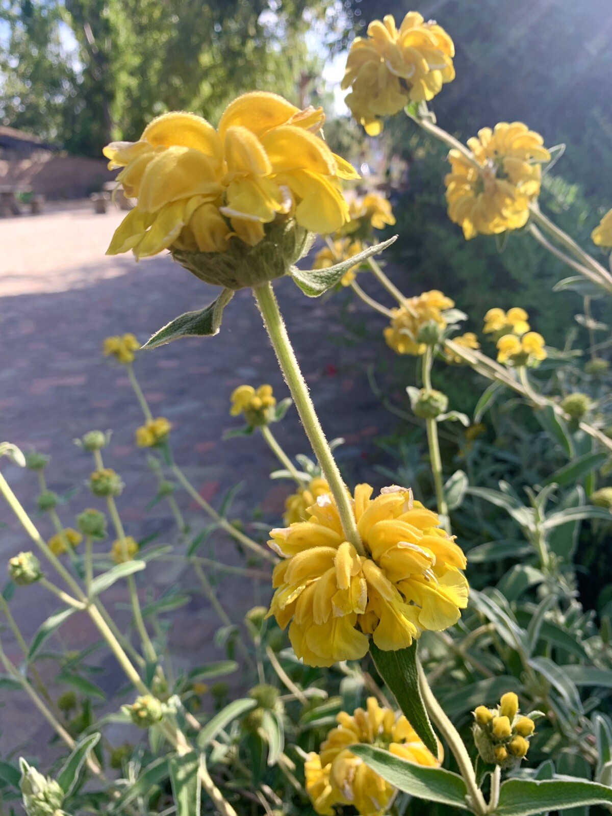 Shrubby Jerusalem Sage, Phlomis Fruticosa – 50 seeds 2024 – USA