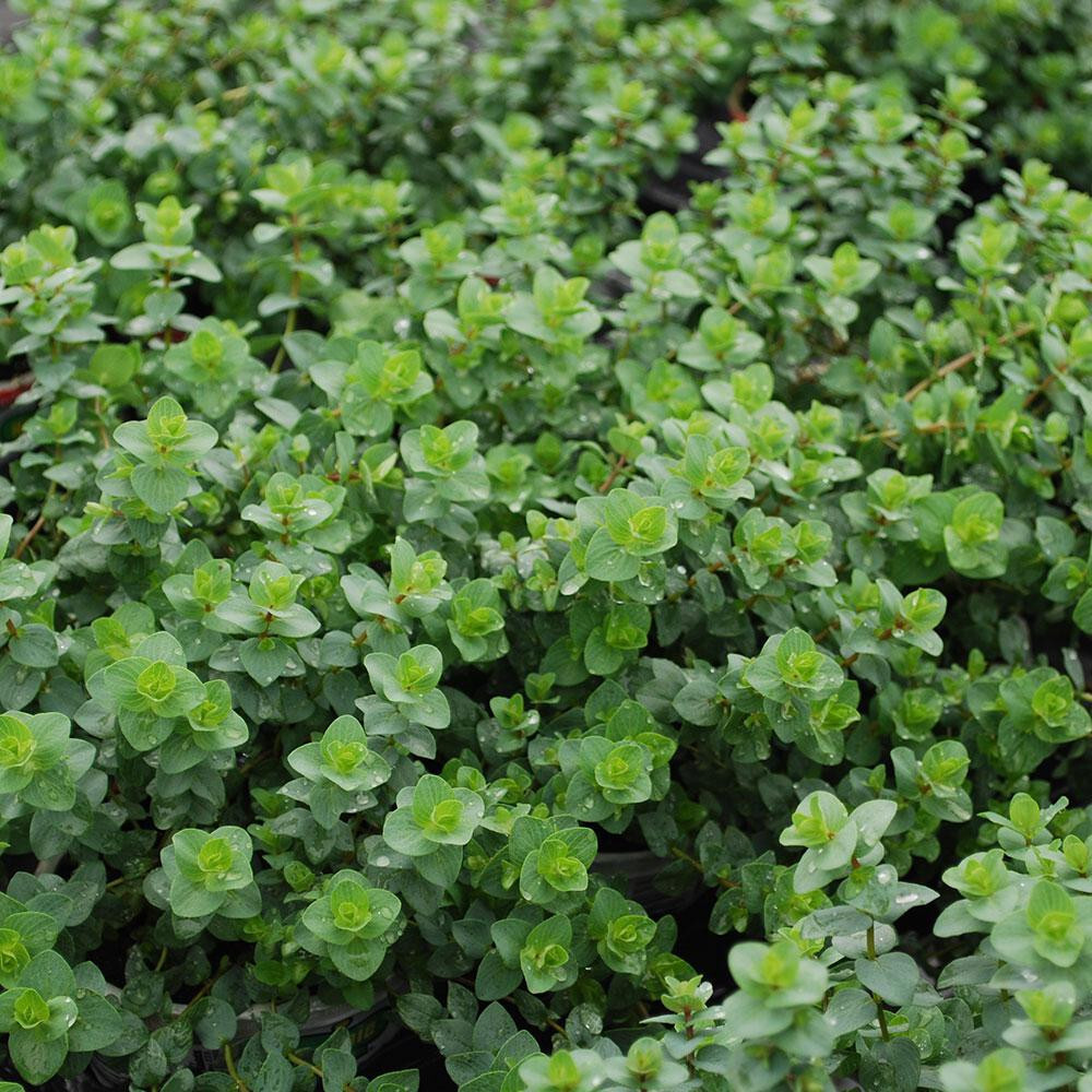 Italian Oregano 300 – 256,000 Seeds Origanum Vulgare Bulk Wholesale pizza spice
