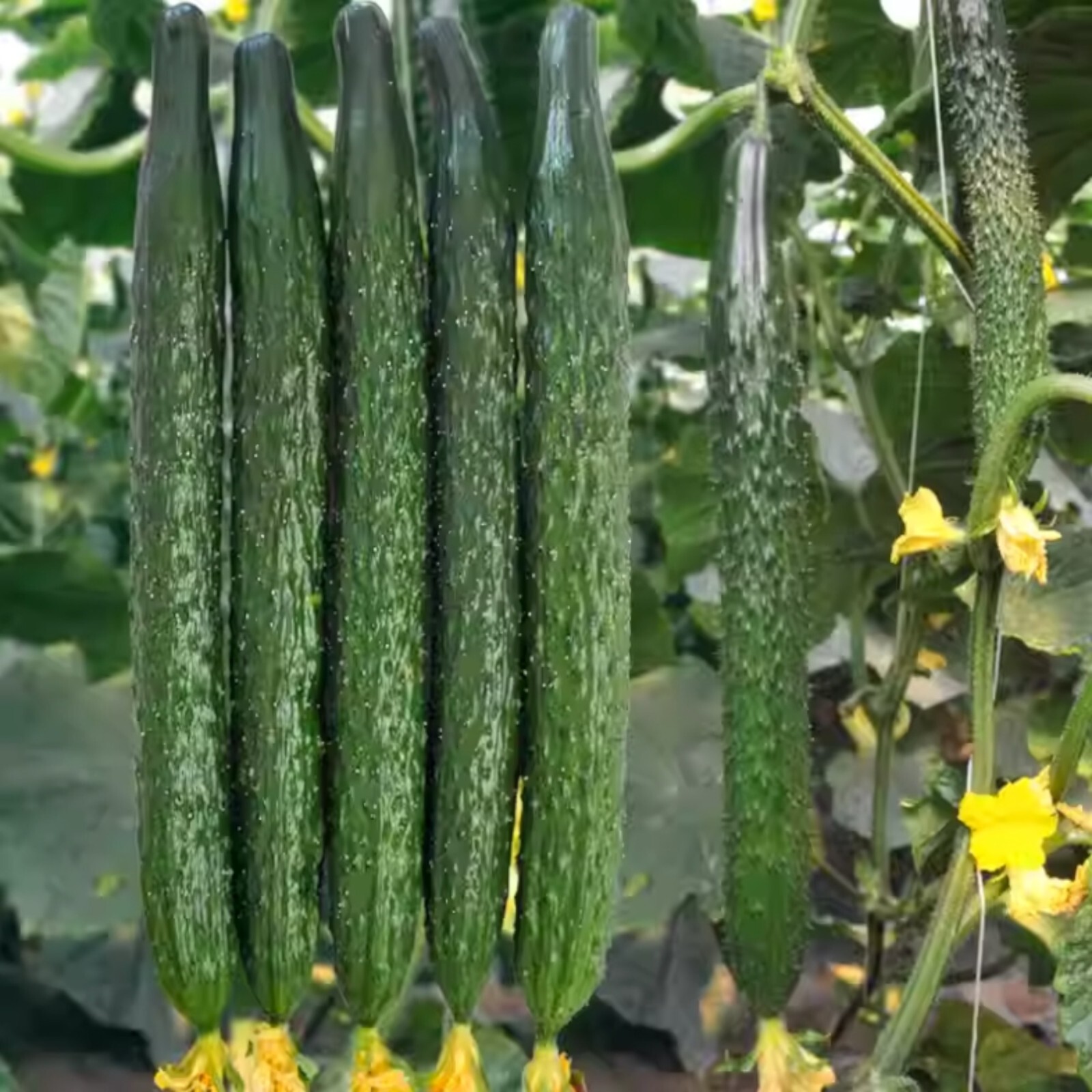 60 Asian Suyo Long Cucumber Seeds – Heirloom, Non-GMO, China Long Hybrid