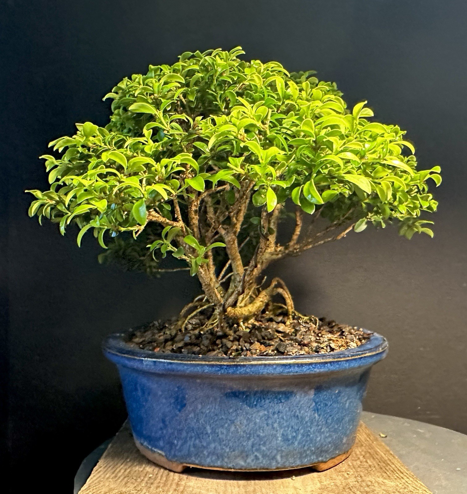 Bonsai Tree Kingsville Boxwood Forest Group 8” Tall Blue Glazed Japanese Pot
