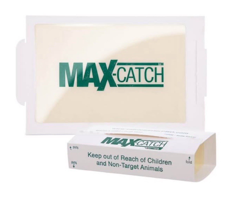 Max-Catch glue bords traps box of 72pc