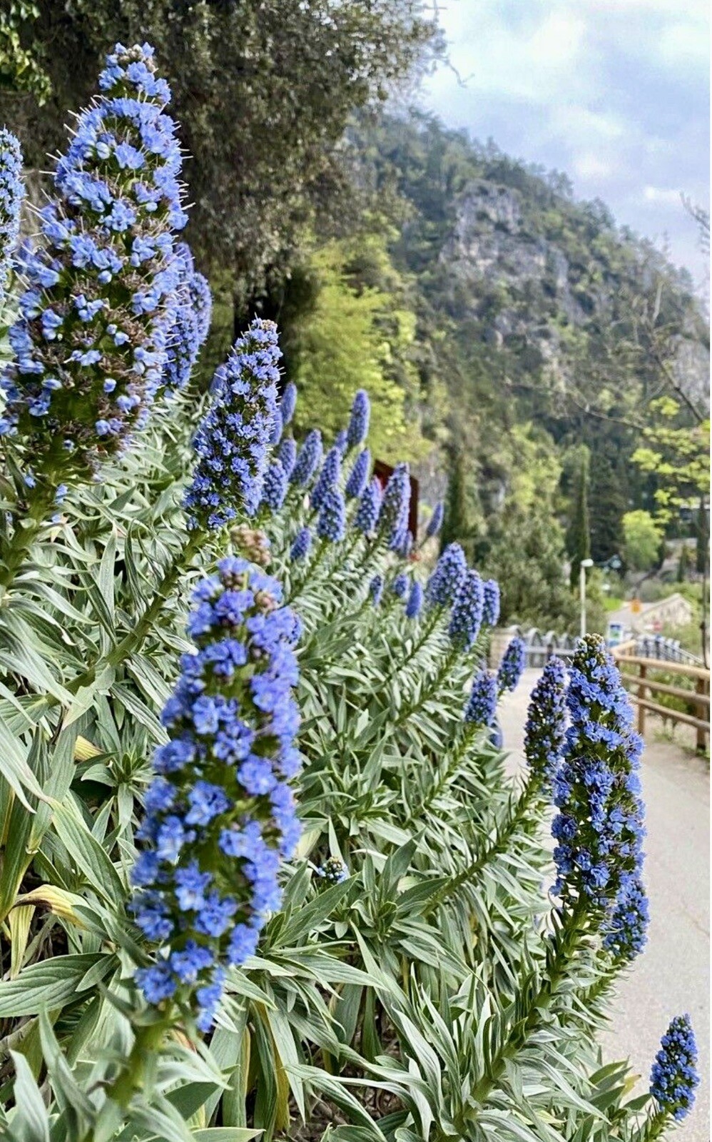 Pride of Madeira, Echium Candicans – 1 Seedling about 4 inches – USA