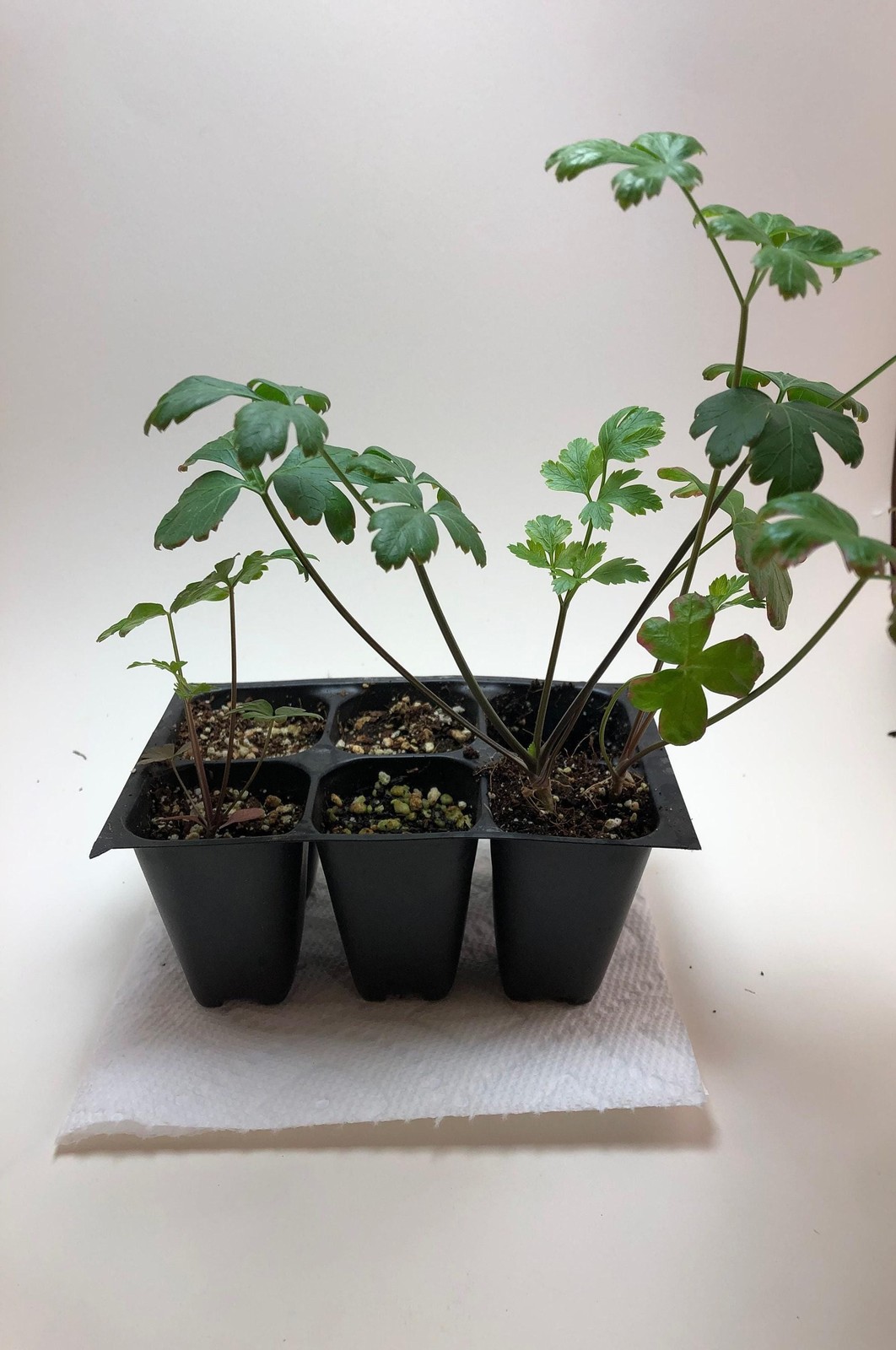 Parsley Live Plant – Seedlings/Plugs and Plants – 3″- 12″ tall – 30-60+ days old