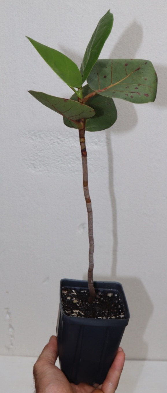18” Seagrape Live Sapling (Coccoloba Uvifera) 2 Years Old Organic