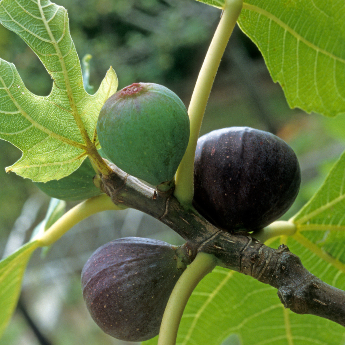1 Beer’s Black Dwarf Fig Tree – Ficus carica
