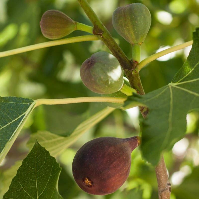 Fig Tree – ‘Brown Turkey’ – Fruiting Fig Tree – Ficus Carica