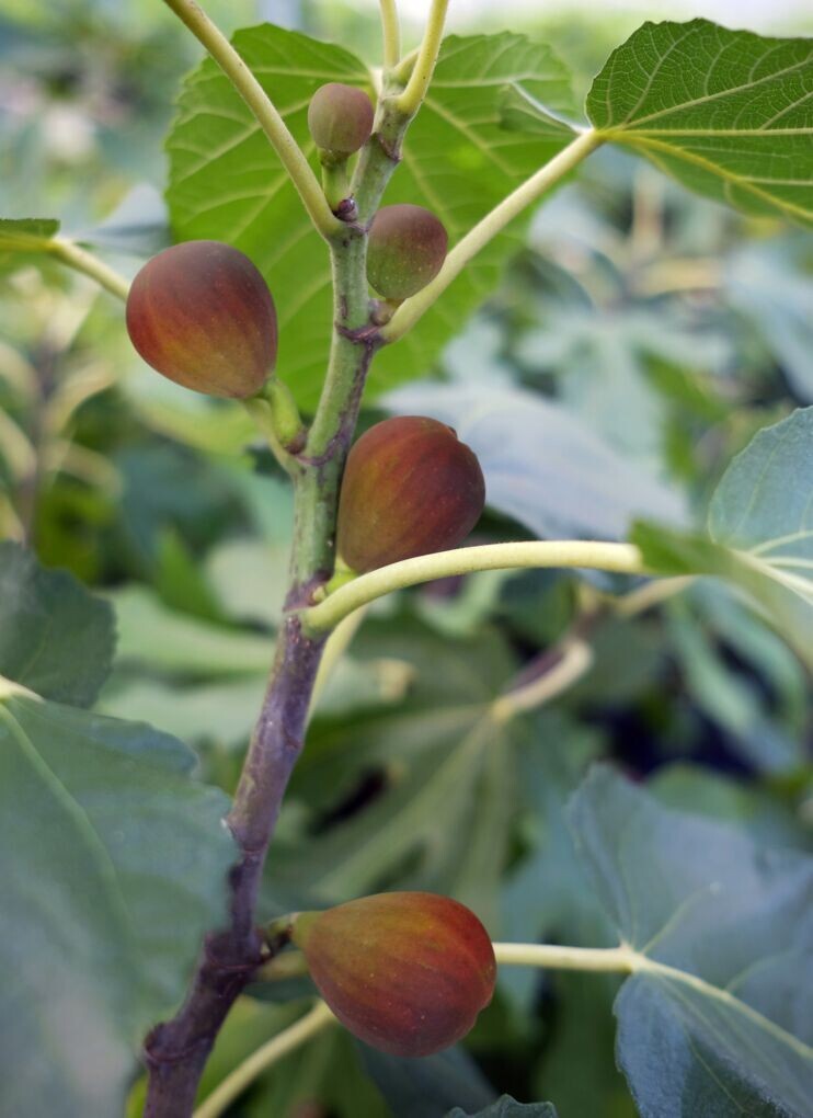 BEER’S BLACK DWARF FIG TREE – DWARF FIG PLANT – SELF FERTILE