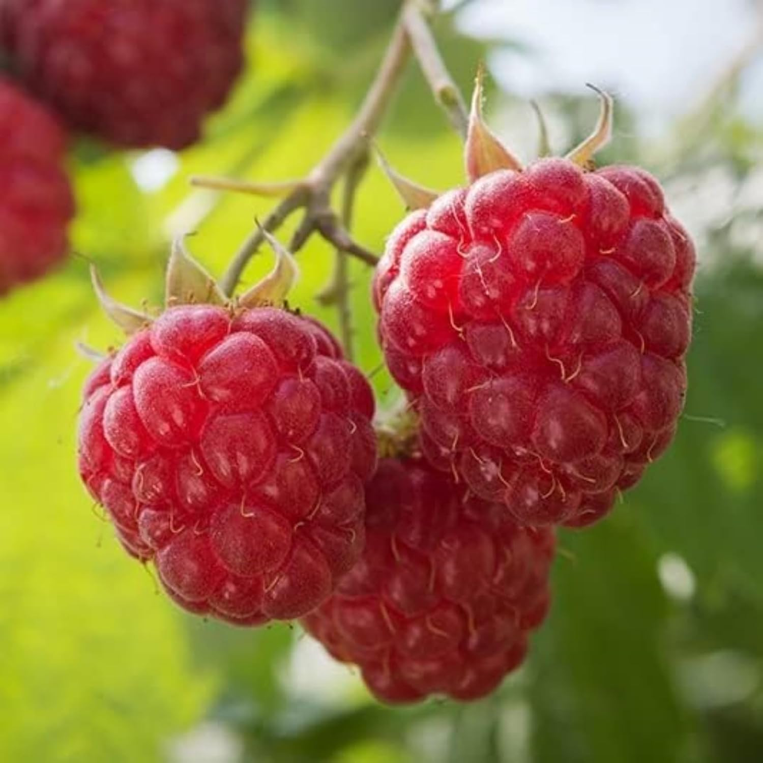 600+ Mix Color Raspberry Seeds for Planting – Non-Gmo Heirloom Fruit Seed for Ho