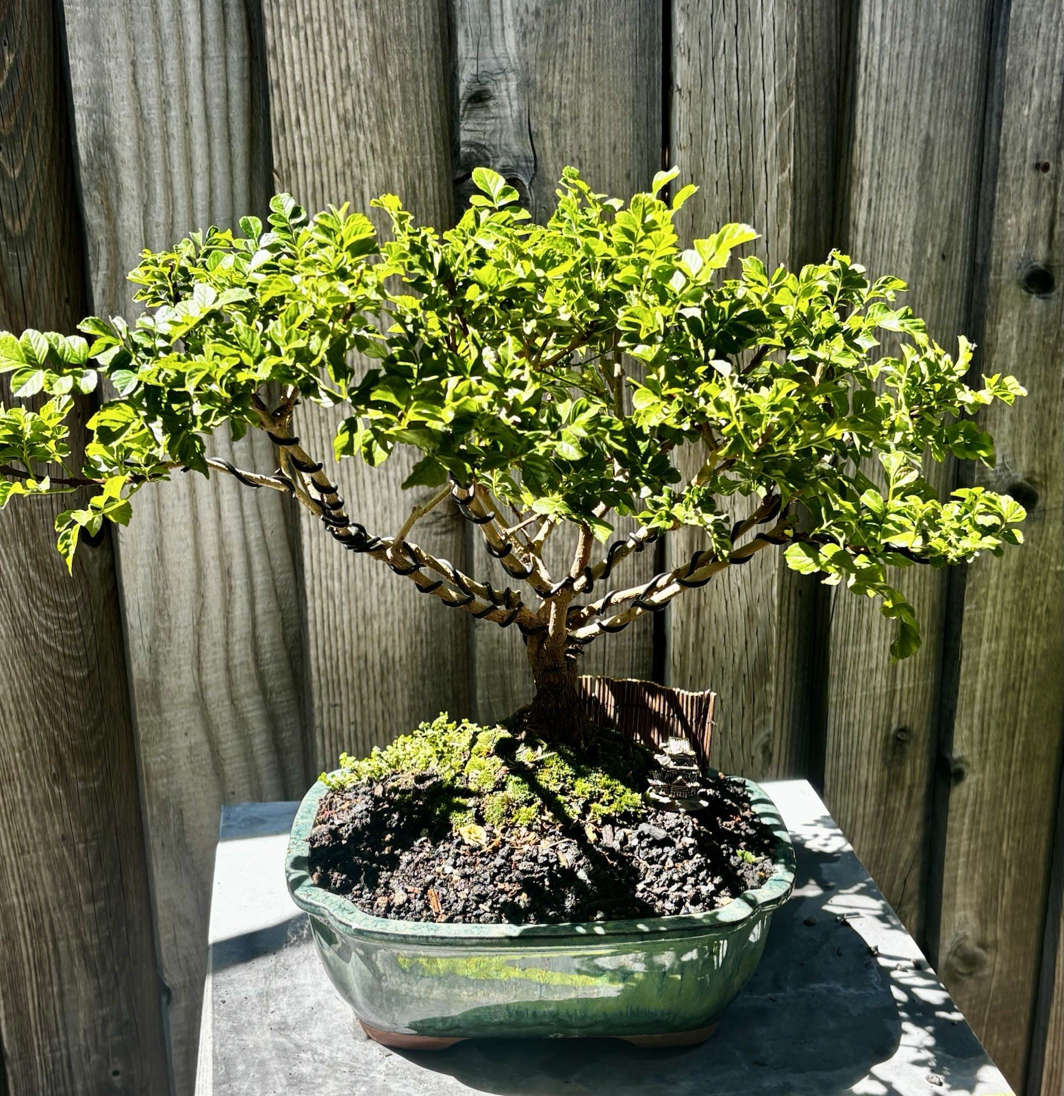 14 YEAR OLD CAPE HONEYSUCKLE BONSAI TREE- SHIPPING AVAILABLE NATIONWIDE