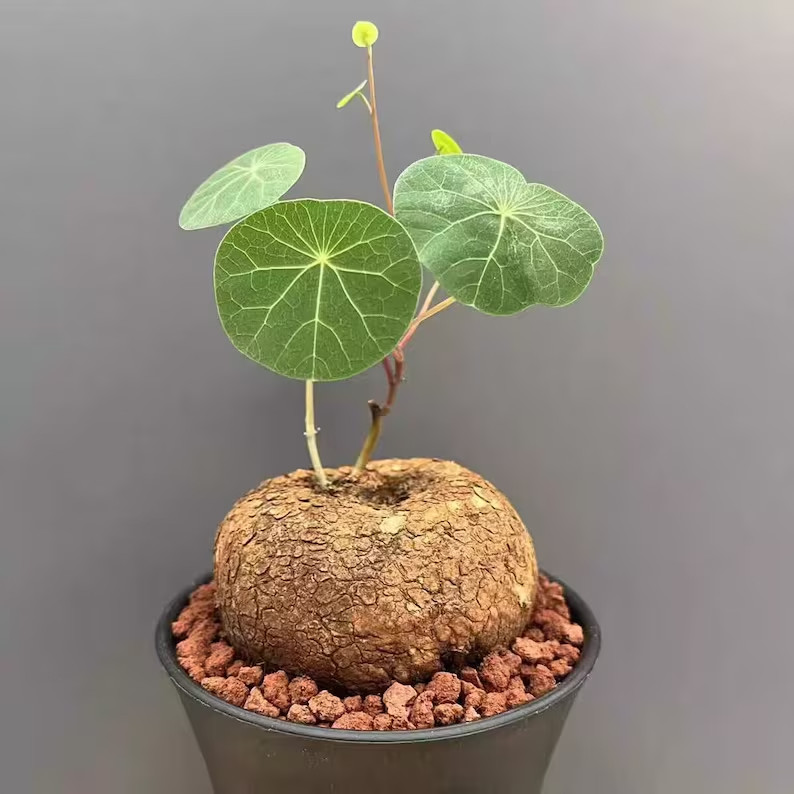 1 Stephania Pierrei Live Bulb, Climbing Plant for Home Decor（only bulb)