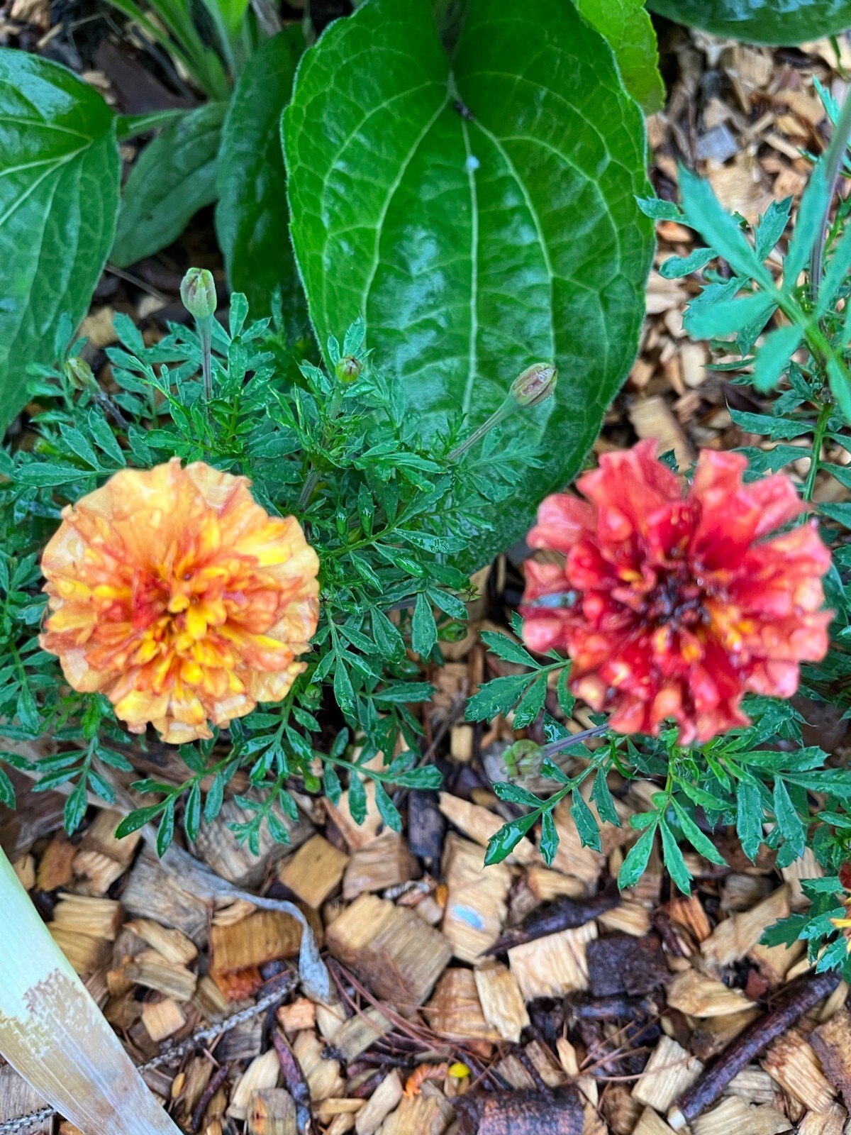 Strawberry Blonde Marigold – 15 seeds