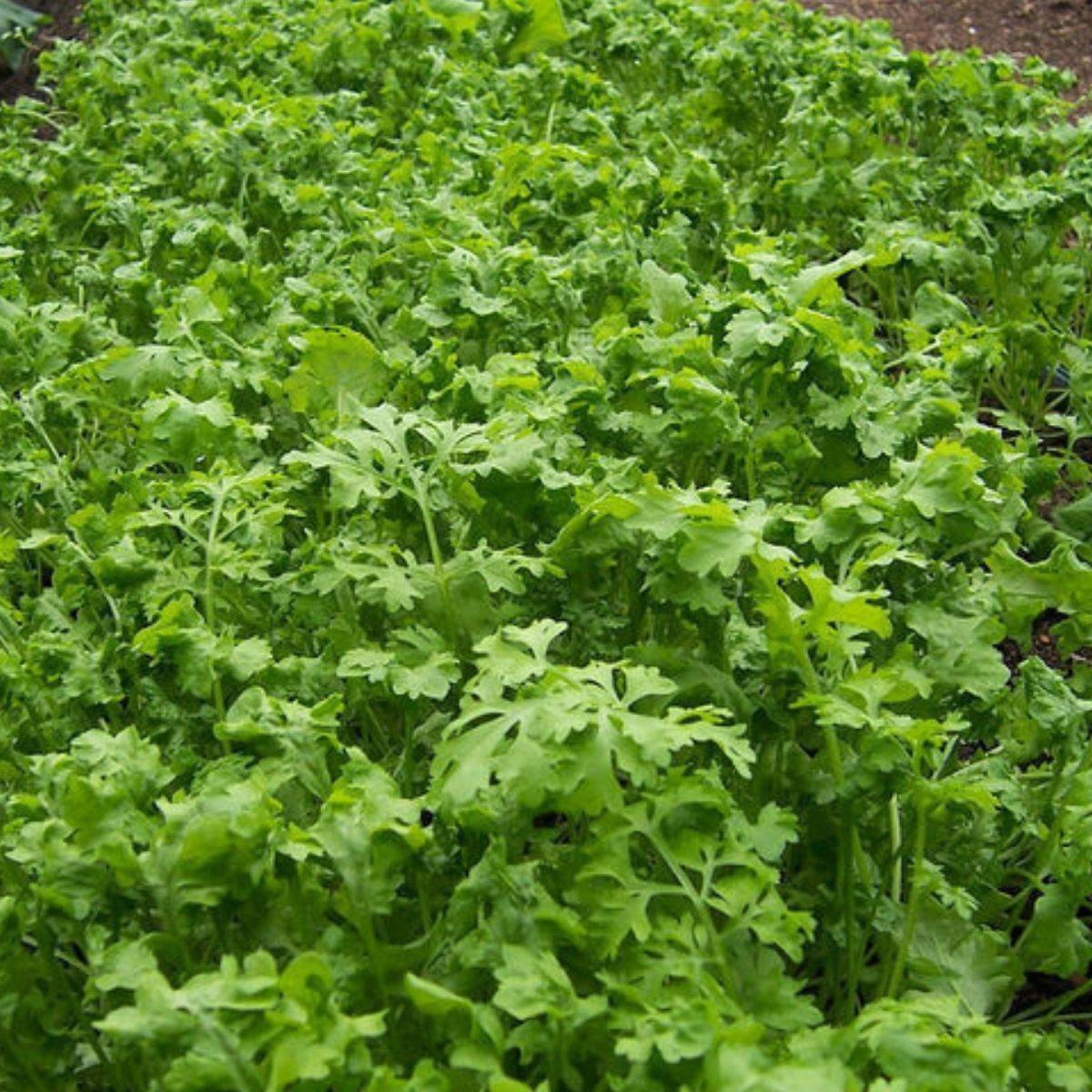 Curled Cress, Peppergrass, NON-GMO, Variety Sizes Sold, FREE SHIPPING