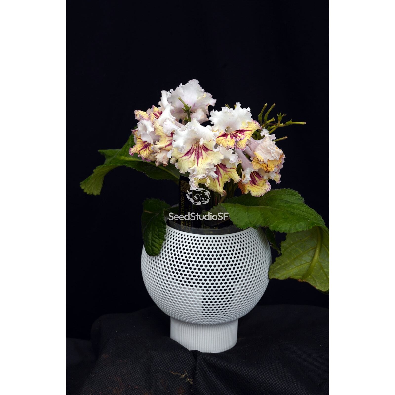 Streptocarpus [Maja] | Year-Round Blooms | African Violet-Like SEED STUDIO®