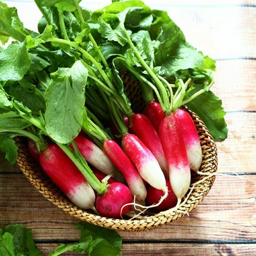 French Breakfast Radish Seeds | Heirloom / Non-GMO | Free Shipping | 1095