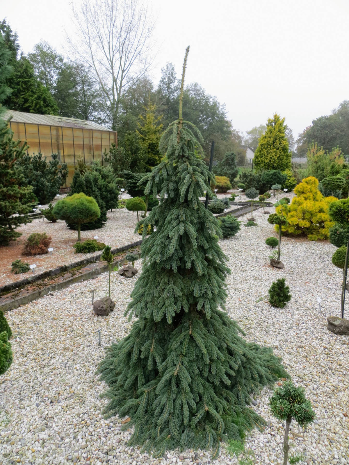 Picea glauca ‘Pendula’ – White Spruce *Live Plant