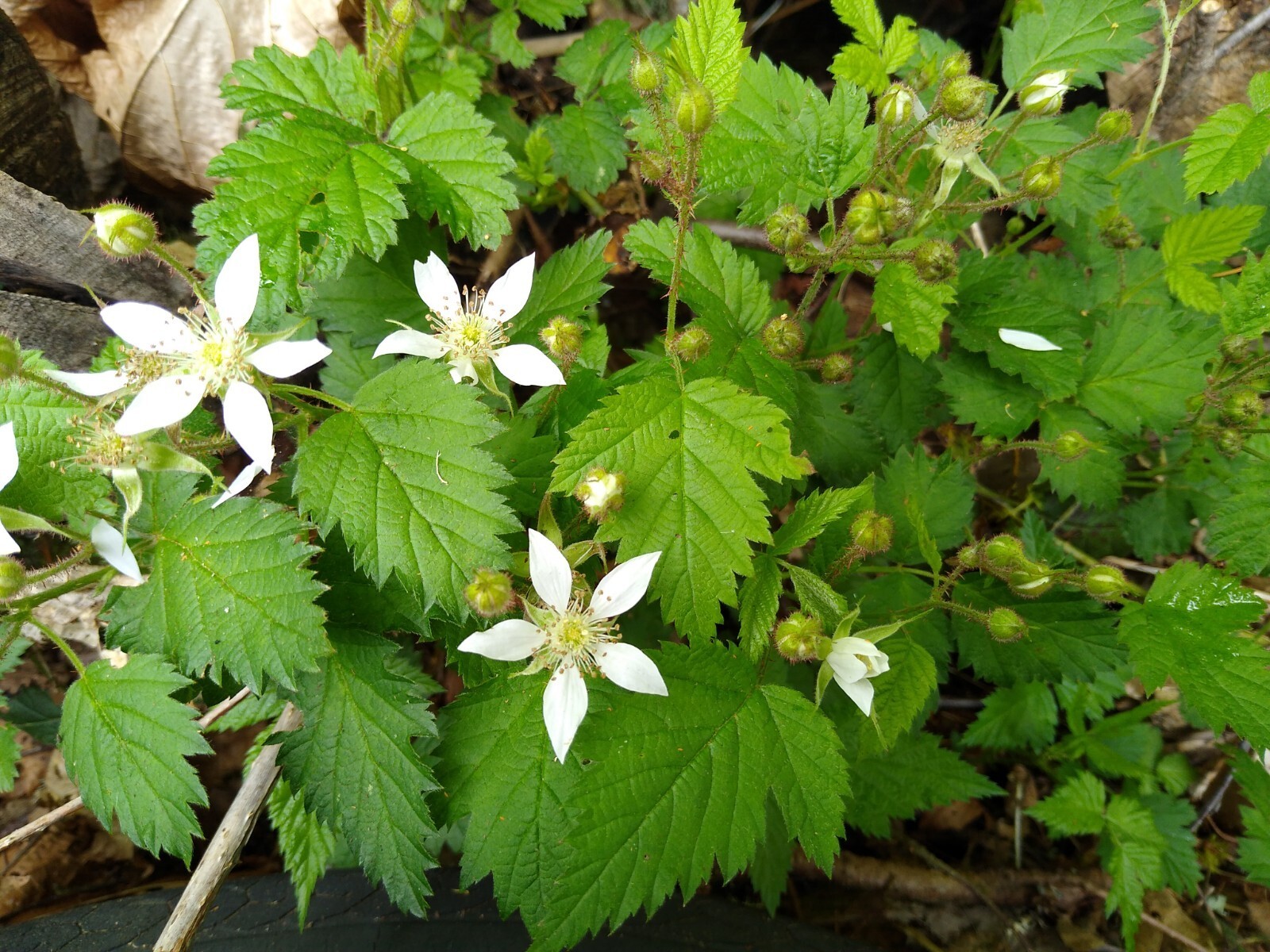 California BLACKBERRY PLANT Live Bare Root Organic Natural Food Vitamin C