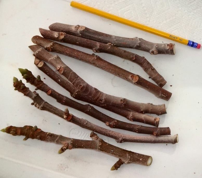 3 Fresh Fig Cuttings Texas Everbearing Fig Tree Cuttings, Zone 6 to 11