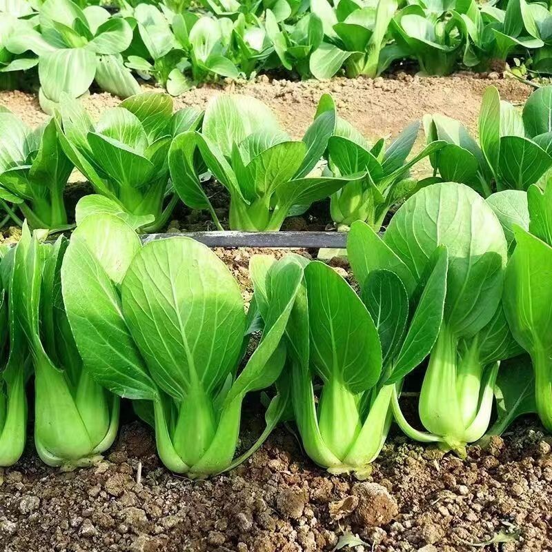 1000pcs ‘All Year Round’ Chinese Cabbage Seeds – Heirloom & Organic, Non-GMO