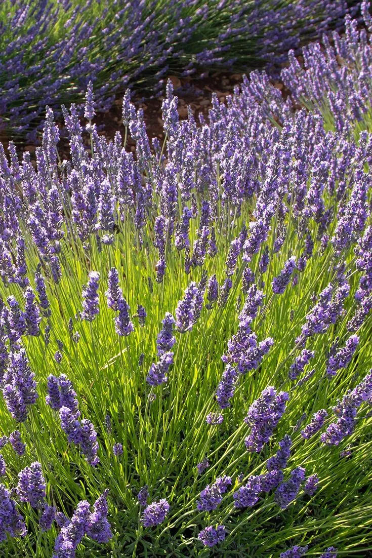 Phenomenal Lavender/ Lavandula 4′ in Pot Plant