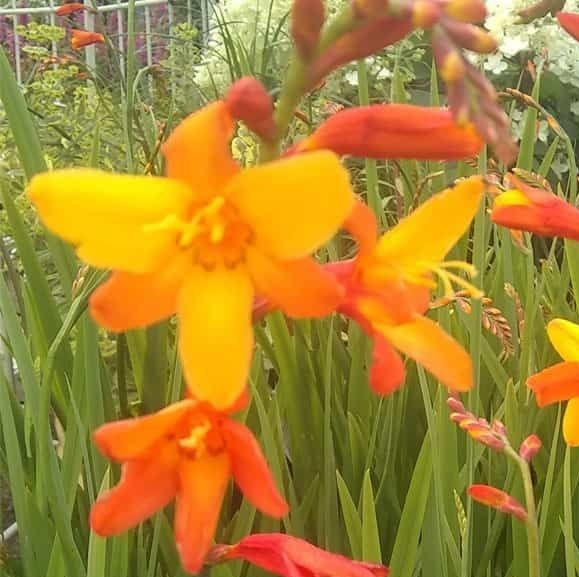 Crocosmia Montbretian Orange Red 15 Live Flower Plant Bush Bulbs Tall Easy Bulk