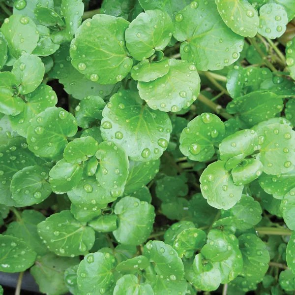 water cress live plant
