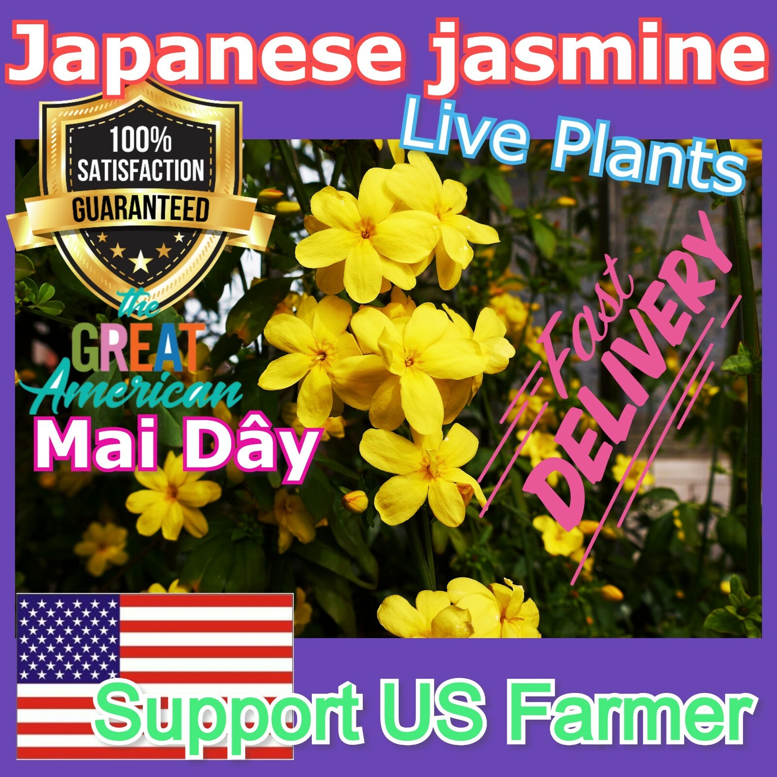 Jasminum mesnyi Sun Glo Hardy Yellow primrose Japanese Jasmine Mai Day 7cuttings