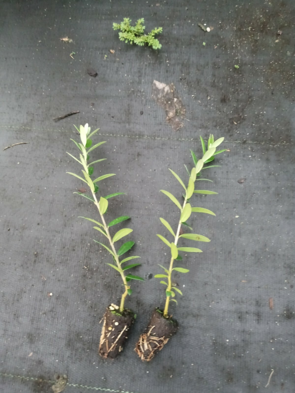 Olive Tree “Arbequina” two starter plants free shipping