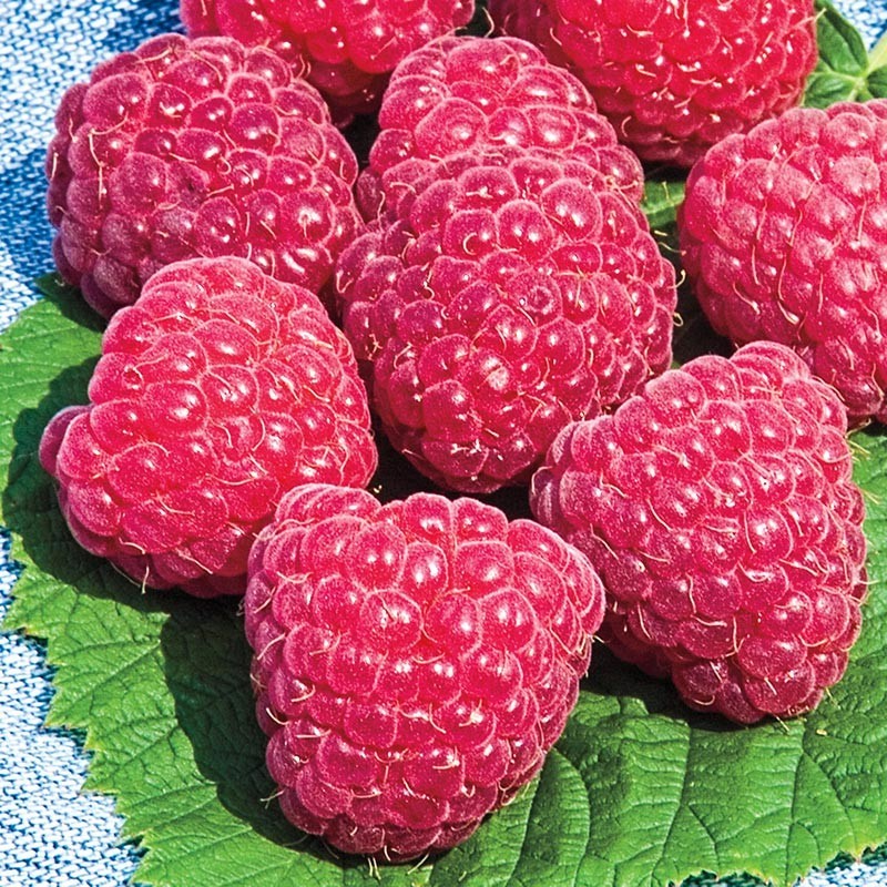 3 Raspberry Plants “Caroline” Large, Sweet Berries(3 Lg Bare Root Canes)Zone 3-8
