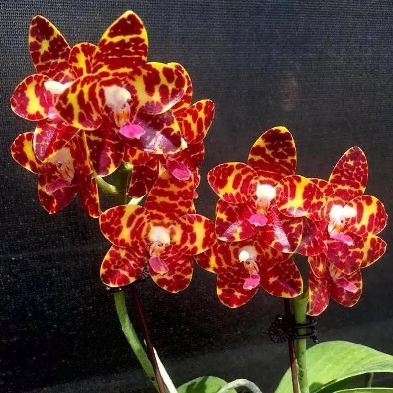 Award Winner! Phal. Jong’s Gigan Cherry ‘Prince’ AM/AOS, fragrant waxy flowers