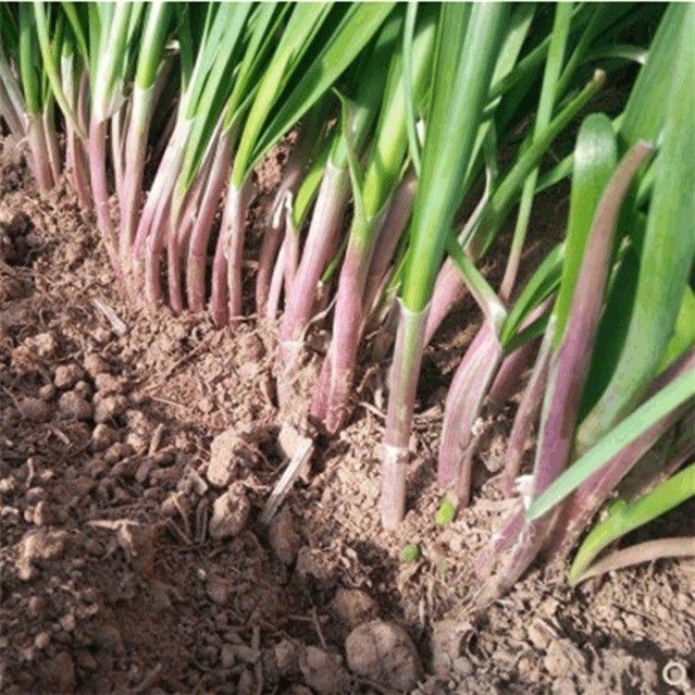 Purple Garlic Chives Plants Bare Root the Strongest Fragrant vs White Herb 紫根韭菜
