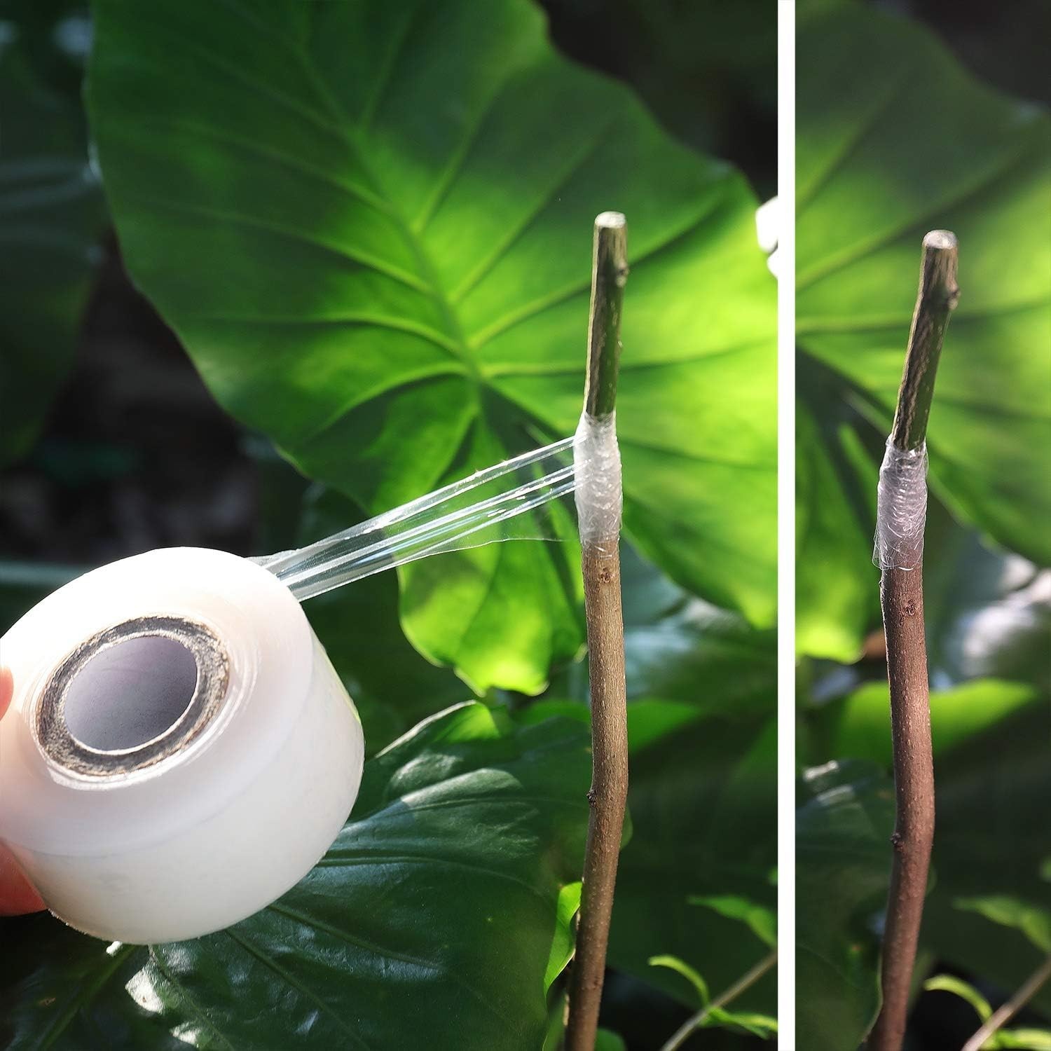 Pack of 3 Waterproof Grafting Tape for Effective Budding and Plant Repair