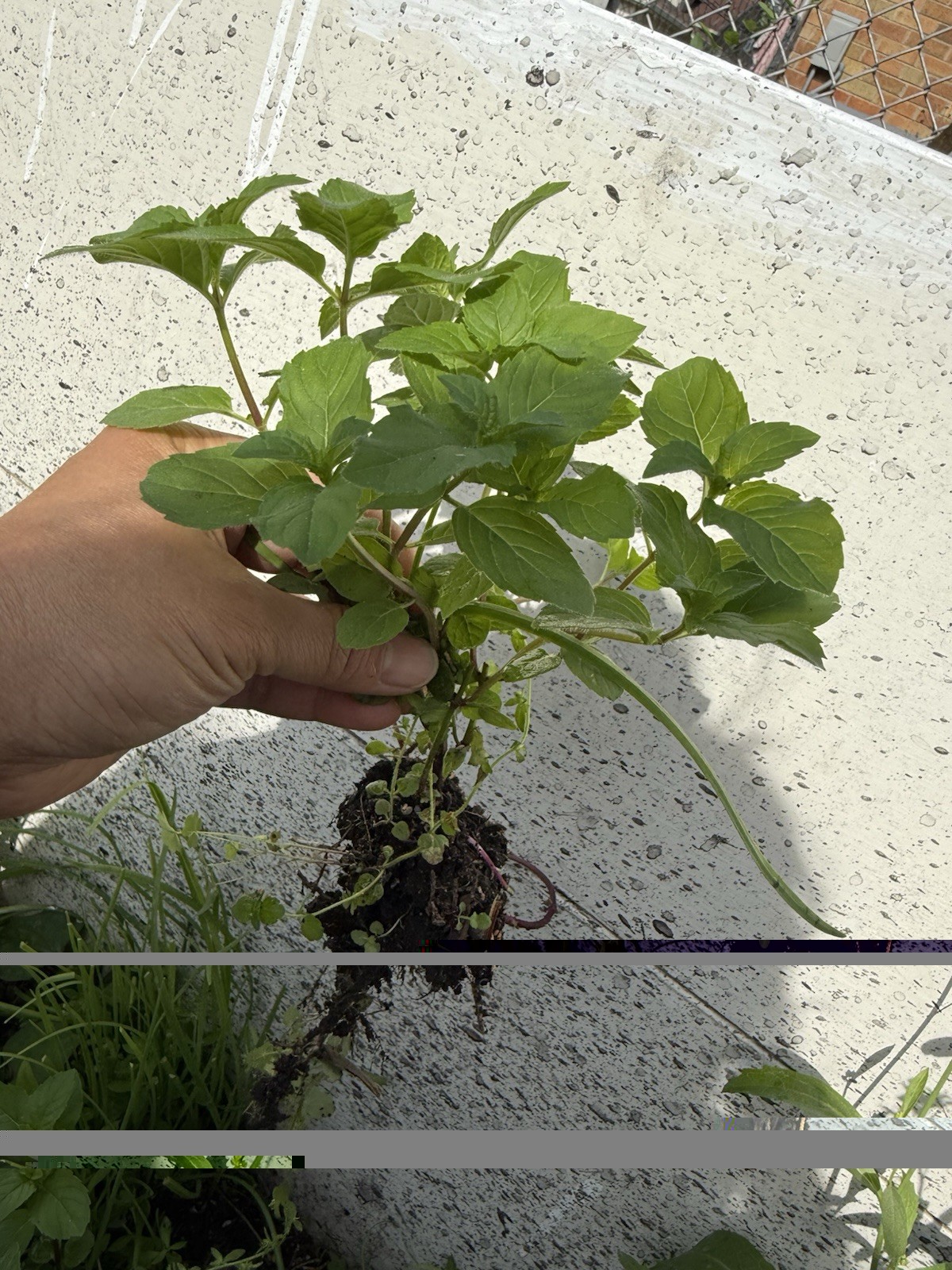 5 Live Peppermint edible aromatic herb plants bare roots healthy herb plants