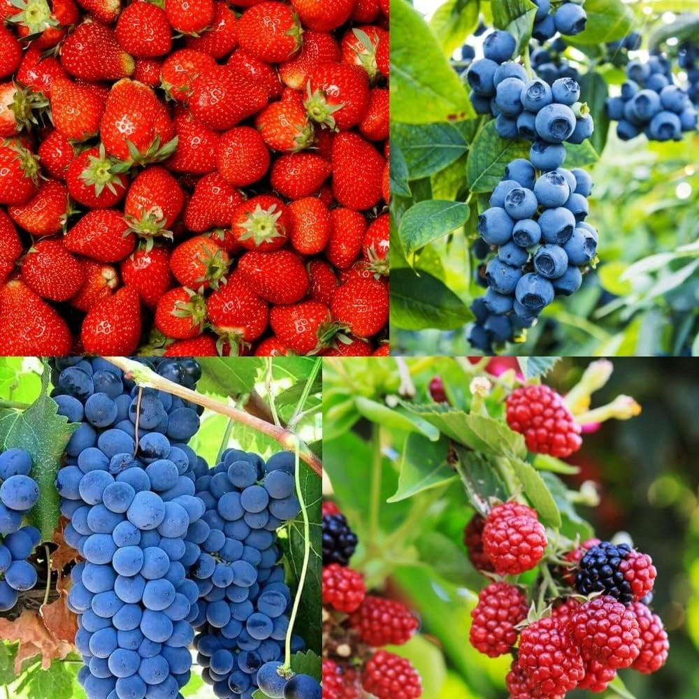 1000+ Mixed Fruit Seeds Berry Seeds for Planting Home Garden Outdoor Berry Seeds