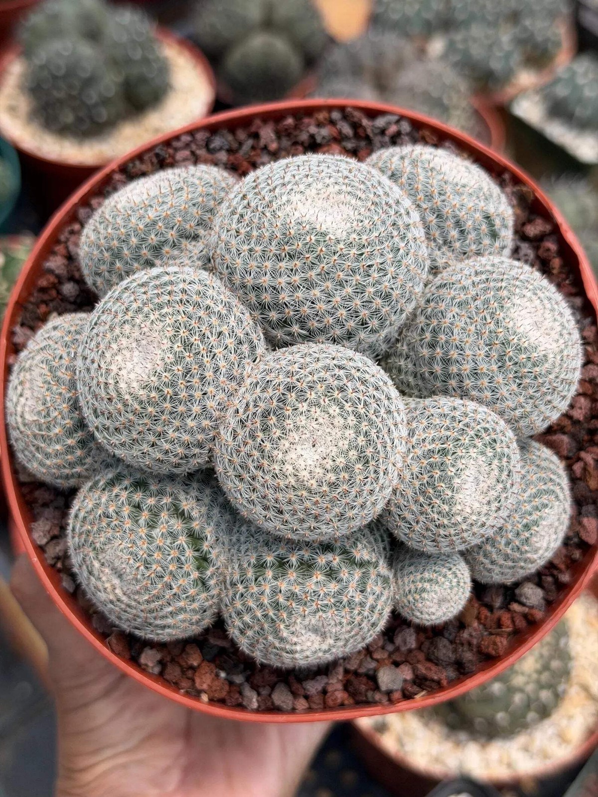 Mammillaria Perbella Cluster Cactus – Rare Live Plant #694