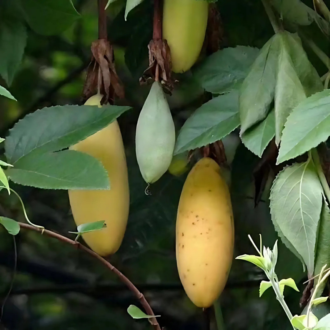 Fresh Premium Banana Passion Fruit Seeds | Heirloom | Non-GMO | Fruit Seeds