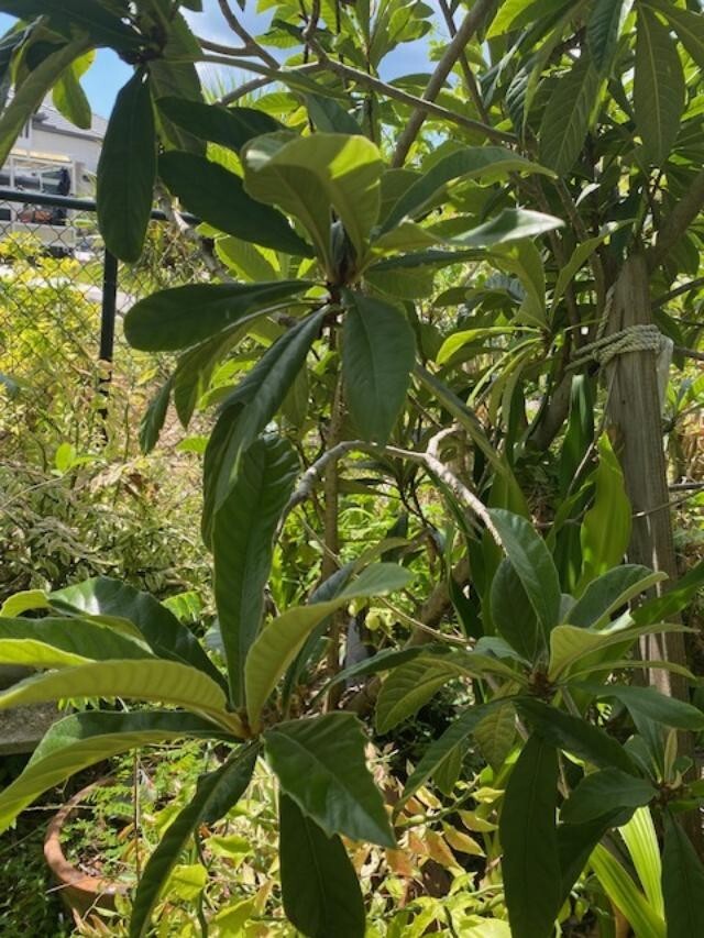 LOQUAT SEEDLINGS (ERYOBORTRYA JAPONICA) JAPANESE PLUM/APRICOT, NISPERO JAPONES