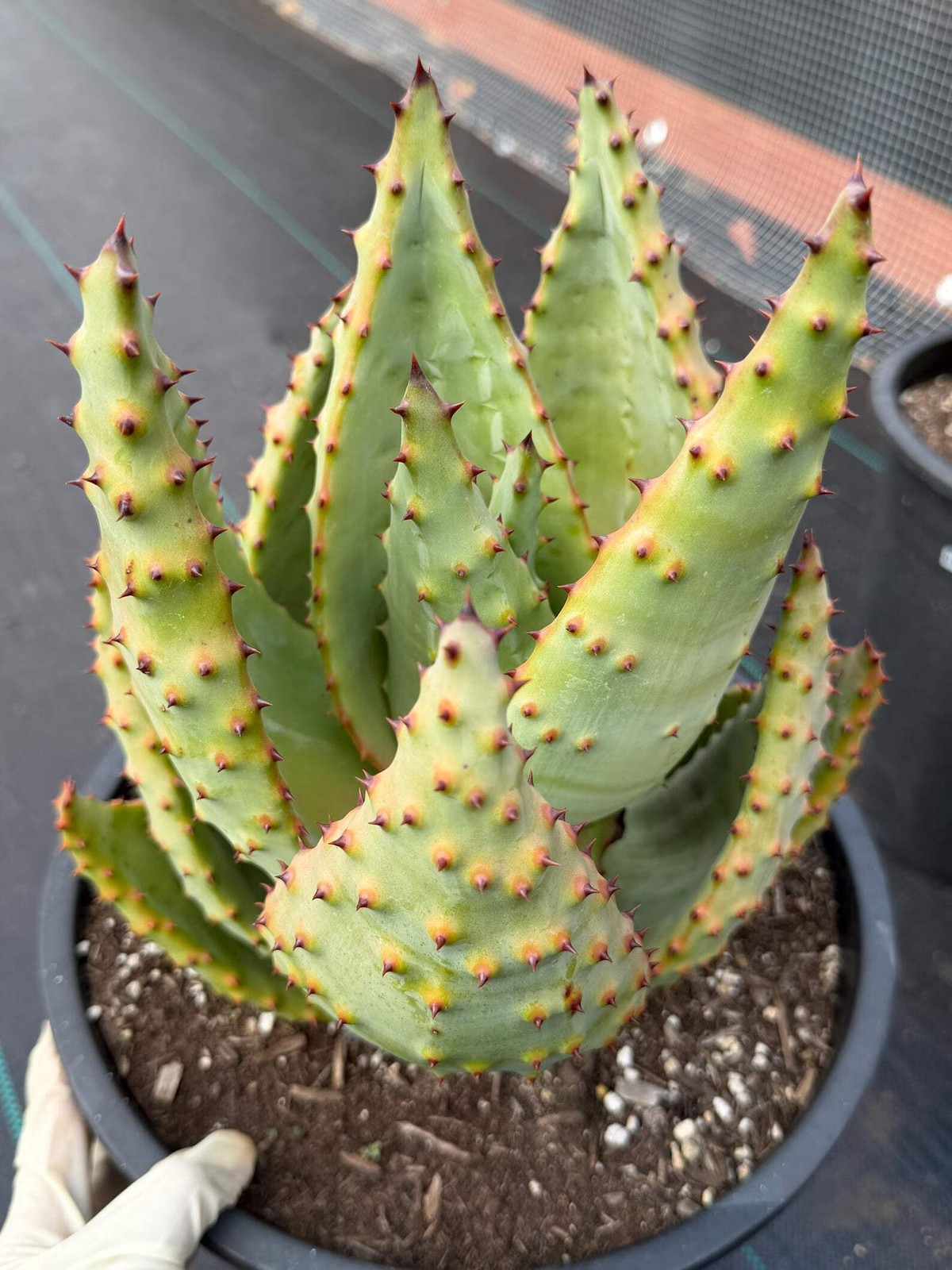Aloe Marlothii Rosette Form | Rare Live Collector Succulent #155