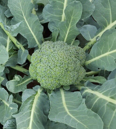 Rainbow Blend Cauliflower – Broccoli Mixed Colors | 300 Seeds | NON-GMO, USA