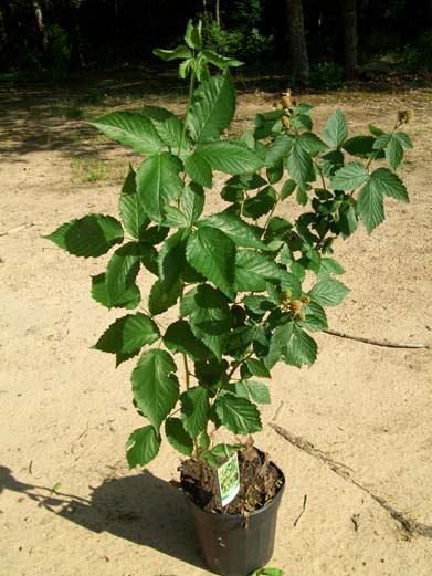 Apache Thornless Blackberry Plant Antioxidant Healthy Garden Plants Blackberries