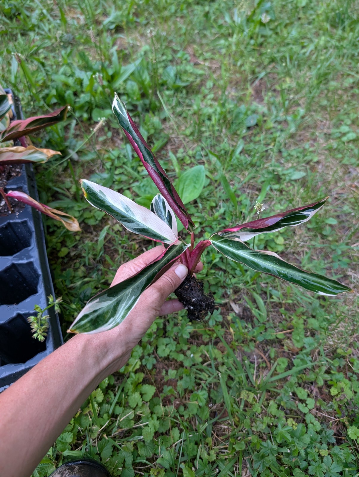 Tricolor Prayer Plant Stromanthe Triostar 3 bare root per order