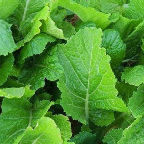 FLORIDA BROADLEAF MUSTARD SEEDS 1000+ BRASSICA JUNCEA garden VEGETABLE Free Ship
