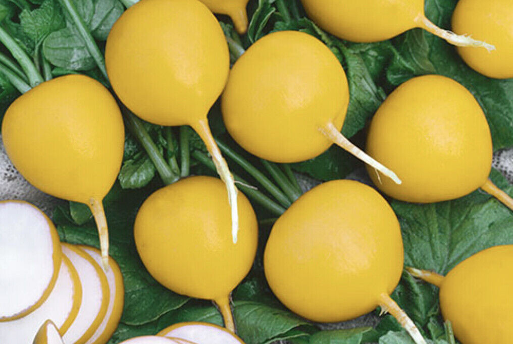 GOLDEN HELIOS RADISH 100 SEEDS NON-GMO FRESH FOR GARDENS