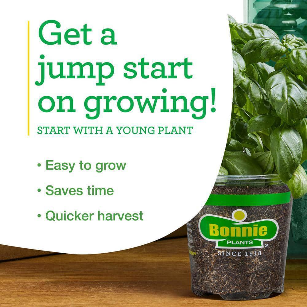 Bonnie Plants 2-Pack Big Beef Tomato 19 oz Disease-Resistant Non-GMO Full Sun