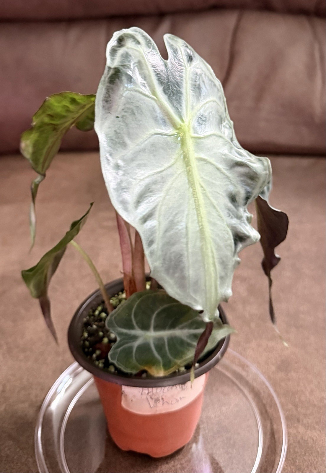 Alocasia Venom Actual Plant US Seller, Corm-Growing