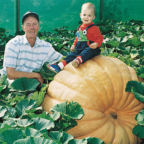 Dill’s Atlantic Giant Pumpkin Seeds | Heirloom / Non-GMO | Free Shipping | 1074
