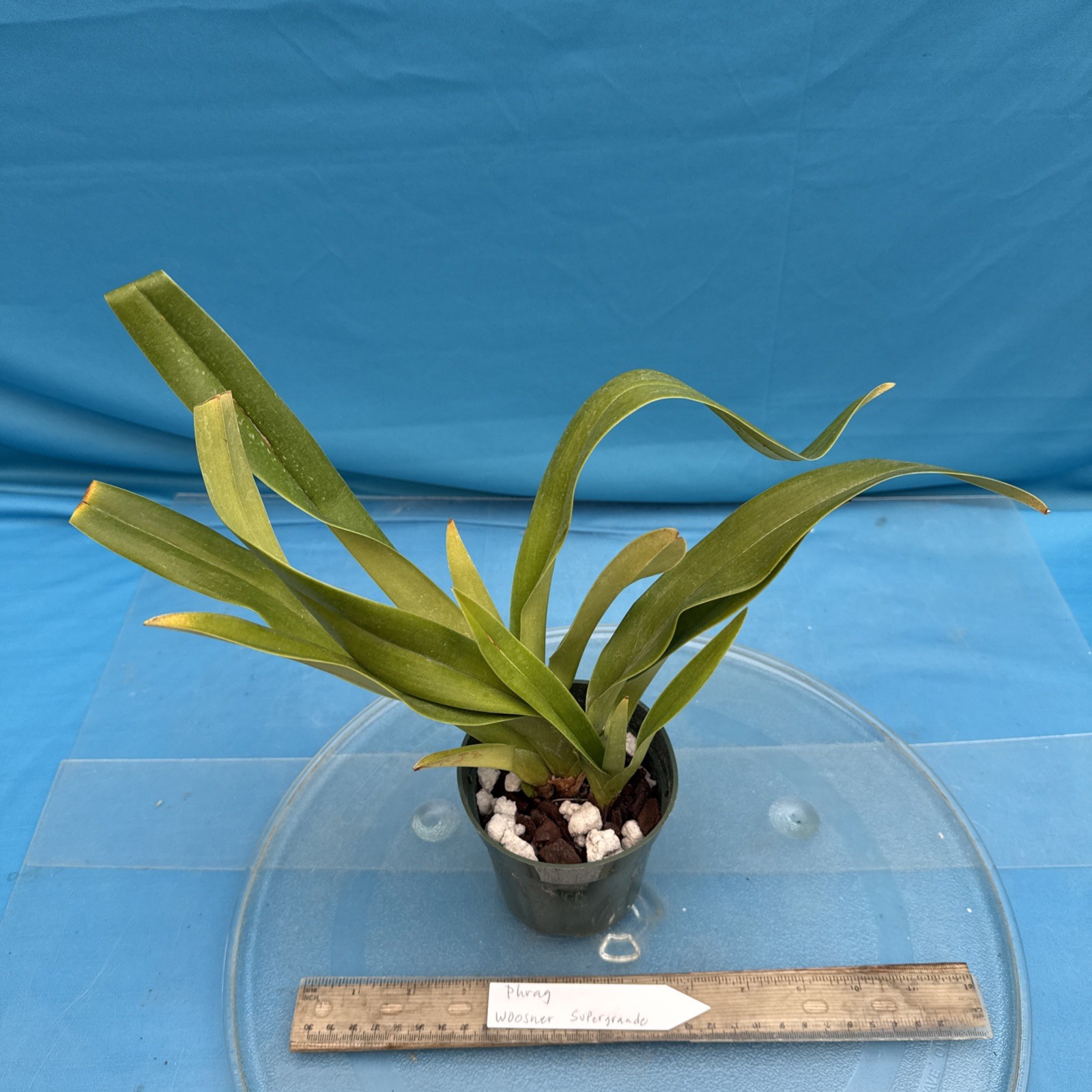 Phragmipedium Wossner Supergrande Olive Green Red Orchid 3 Growths 3.5” Pot