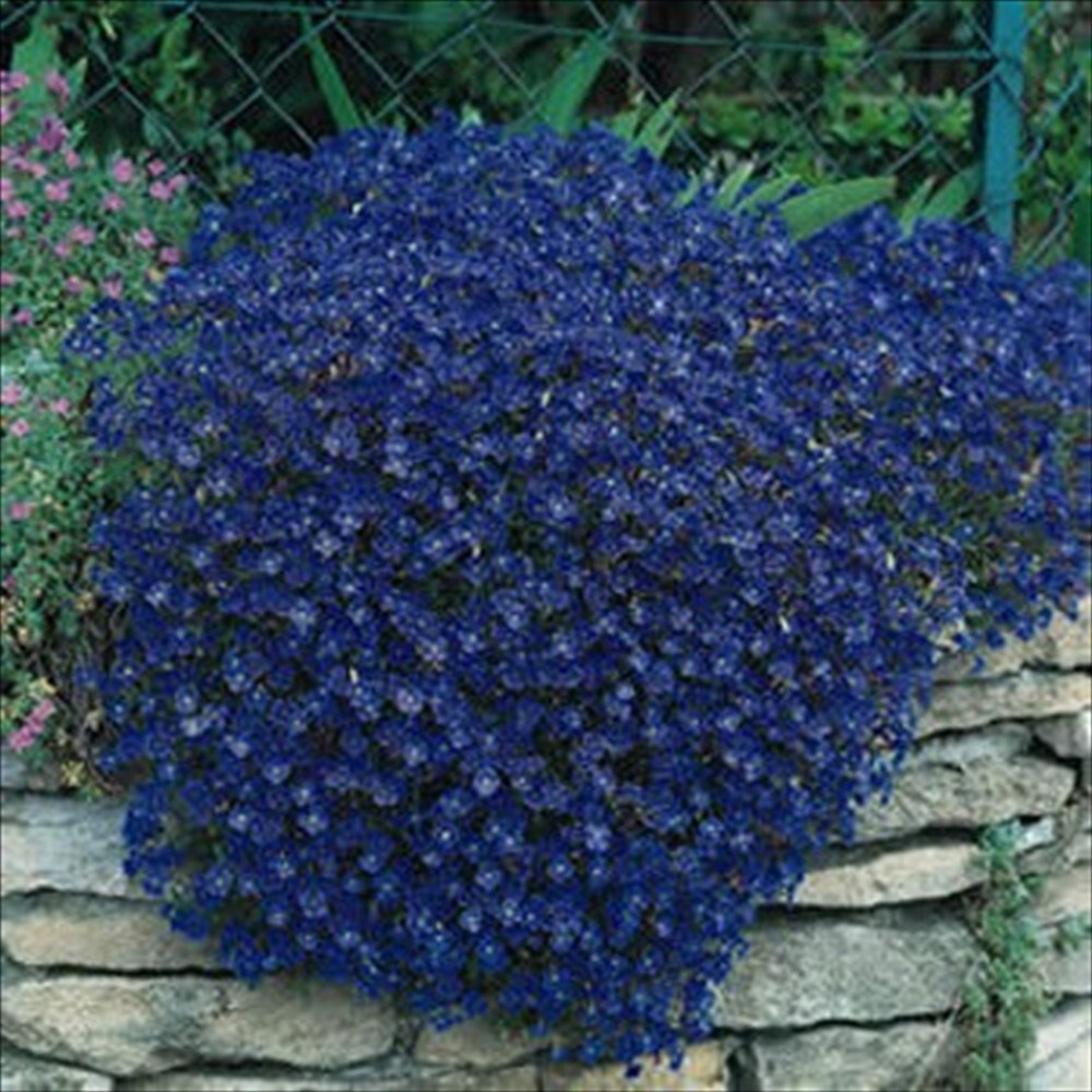 Rock Cress Cascading Blue – 50 Seeds – Ground Cover – Perennial -Deer Resistant