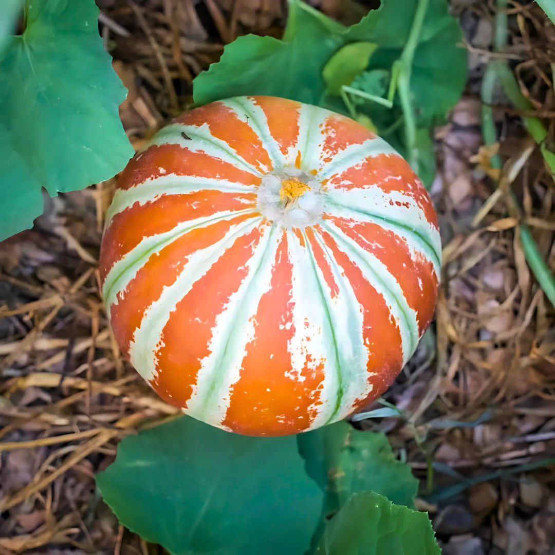 Fresh Kajari Melon Seeds | Dheli Melon | Heirloom Non-GMO | Fresh Fruit Seeds
